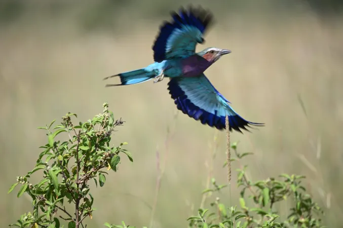 Five Nights Kenya Safari Tour Package