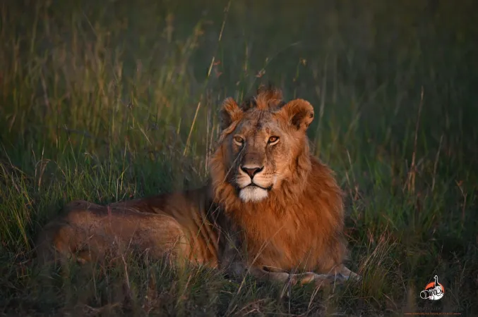 A 5 Night Safari Tour to Masai Mara