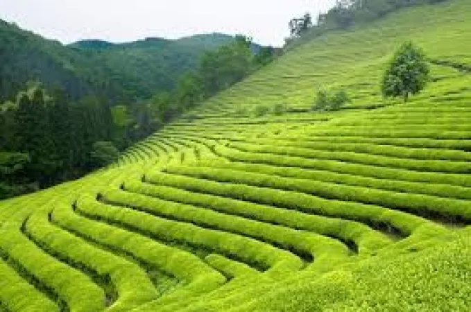 Kerala Premium 5-Day Tour Itinerary Vehicle: Toyota Rumion (AC, 7-Seater) Hotel Category: 3-Star Hotels + Houseboat