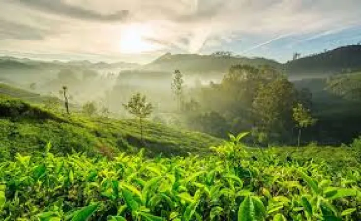 Kerala 6 Days / 5 Nights Tour Itinerary