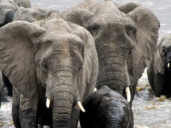 5-Day Northern Circuit Safari: Tarangire, Serengeti & Ngorongoro