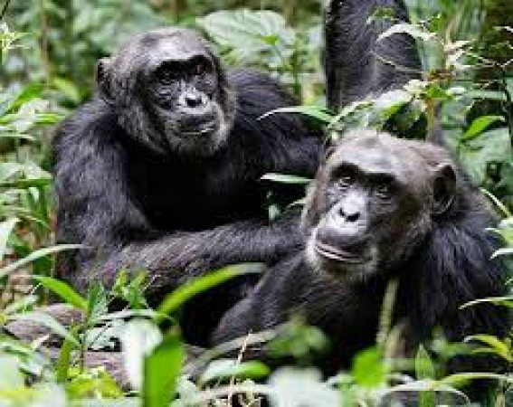 3 Days Gorilla Trekking Safari