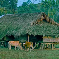 Aalo