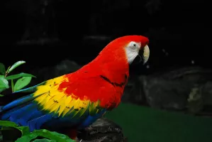 Jurong Bird Park
