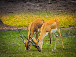Tata Steel Zoological Park