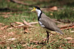 Porbandar Bird Sanctuary