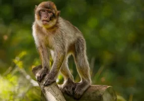 Peppara Wildlife Sanctuary