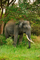 Bandipur National Park