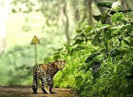 Binsar Wildlife Sanctuary