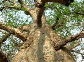 Dodda Sampige Mara