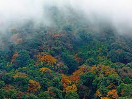 Eaglenest Wildlife Sanctuary