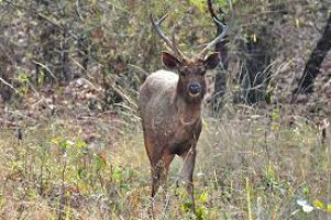 Kamala Reserve Forest