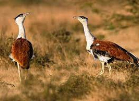Kutch Bustard Sanctuary