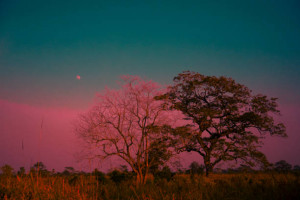 Manas National Park