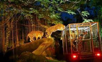 Night Safari