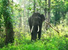 Nilgiri Biosphere Reserve