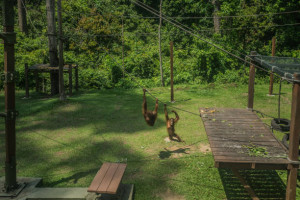 Orang National Park