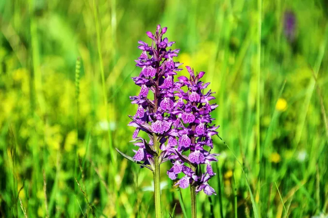 Orchidville