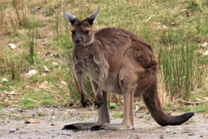 Barda Hills Wildlife Sanctuary