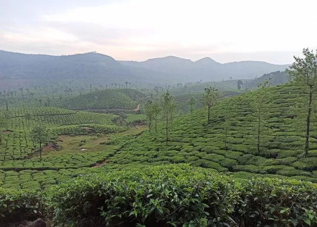 Vagamon Meadows