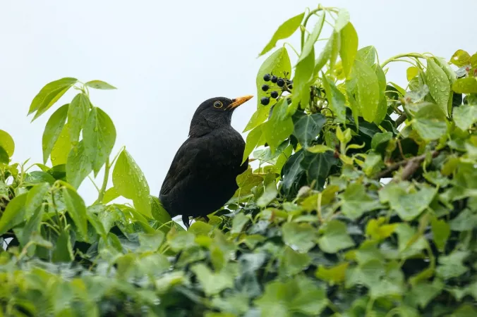 Bird Watching