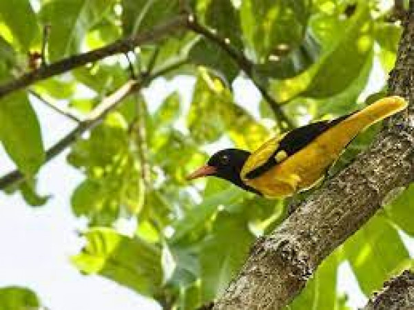 Bardoibum Beelmukh Wildlife Sanctuary