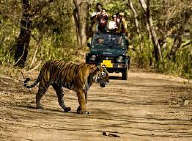 Jungle Safari