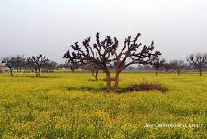 Kekjori Trees