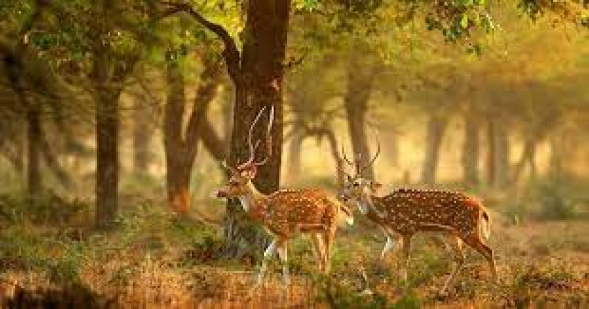 Wildlife Sanctuary