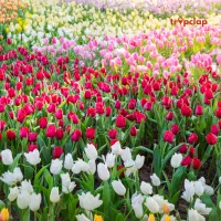 Tulip Festival Kashmir 2025, Date, Location, Things to do