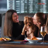 Top 6 Dog cafes in Delhi, NCR