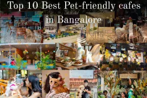Top 10 best pet-friendly cafes in Bangalore