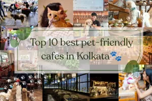  Top 10 Best Pet-Friendly Cafes in Kolkata