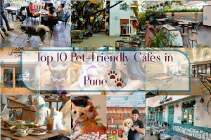Top 10 Pet-Friendly Cafes in Pune