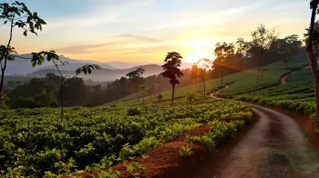 Discovering Coorg's Coffee Secrets: An Offbeat 48-Hour Adventure