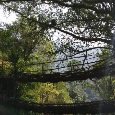 Living Root Bridge
