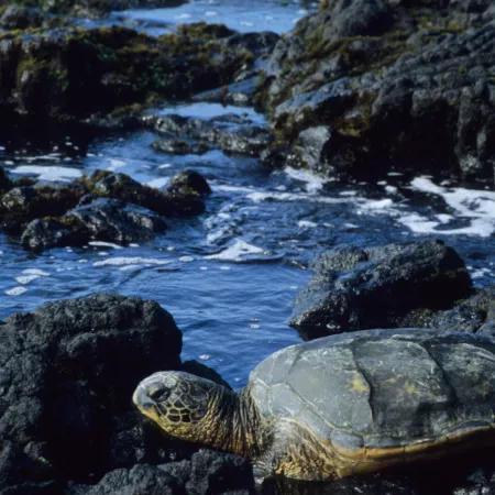2. Andaman and Nicobar Islands have India's best breeding beaches for three kinds of marine turtles