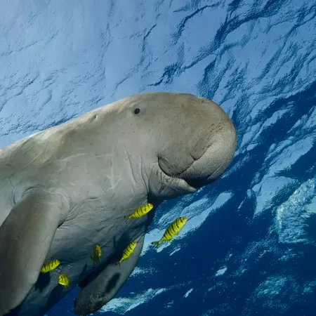 4. The gentle sea cow known as the dugong is the state animal of the Andaman and Nicobar Islands