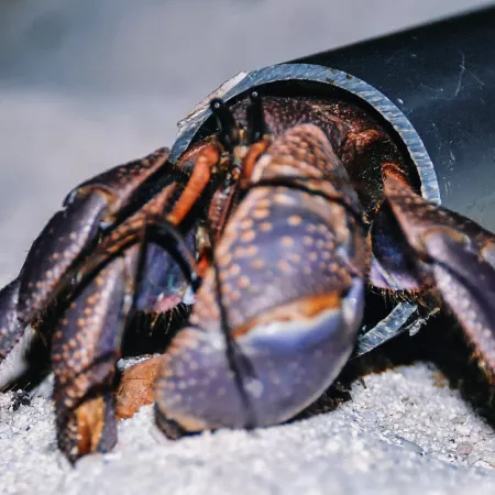 6. The world's largest living arthropod, Birgus Latro or Robber crab, lives here
