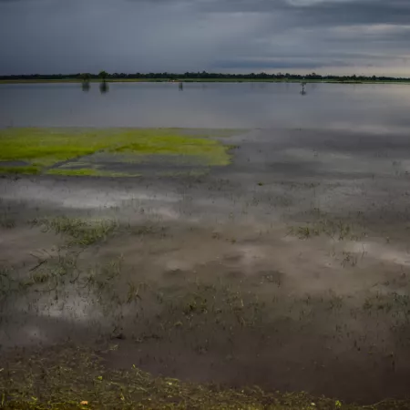 The Place Of Suicidal Birds In Jatinga, Assam