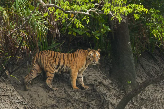Set yourself for an adventure at Sundarbans