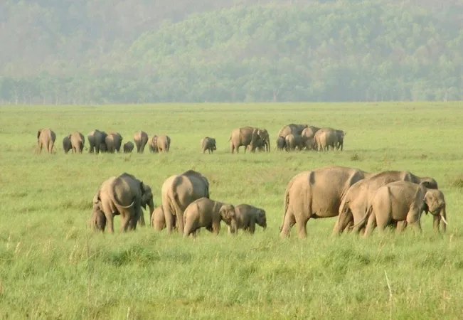 Go for a safari ride at the Rajaji National Park