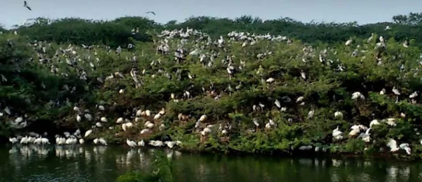 Take a moment to witness the Uppalapadu Nature Conservation