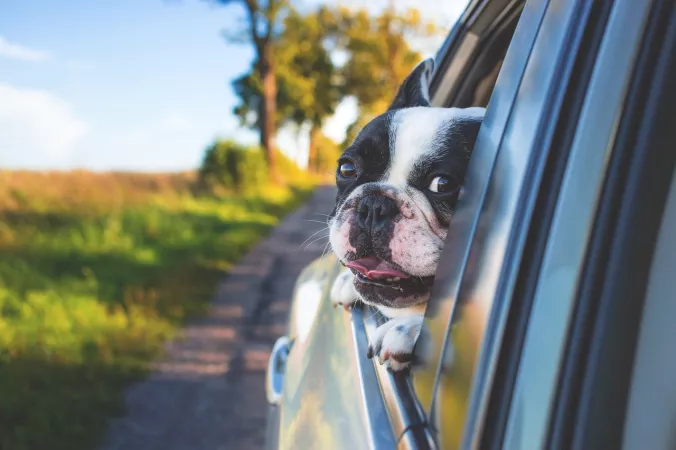 How to travel with a dog by cars