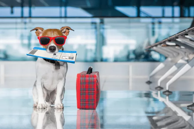 How to travel with a dog by plane