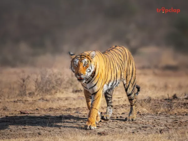 2. Ranthambore National Park, Rajasthan