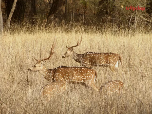 3. Bandhavgarh National Park, Madhya Pradesh