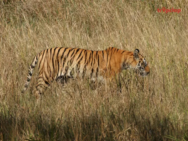  5. Kanha National Park, Madhya Pradesh