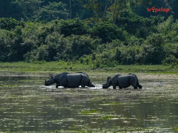 1. Kaziranga National Park, Assam