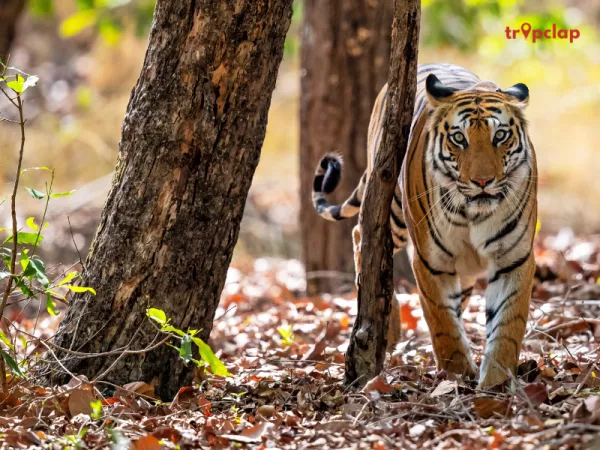 1. Bandhavgarh